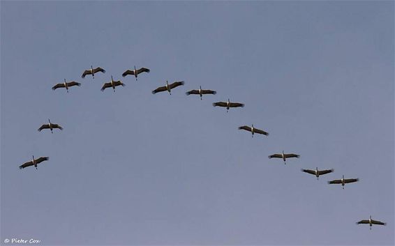 1257 kraanvogels boven Maatheide - Lommel