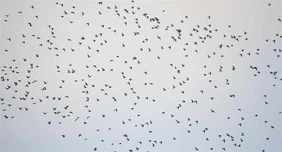 278.000 vogels passeerden Maatheide! - Lommel