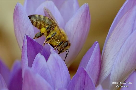 Bijen al actief - Hamont-Achel