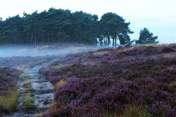 Blekerheide in de mist - Lommel