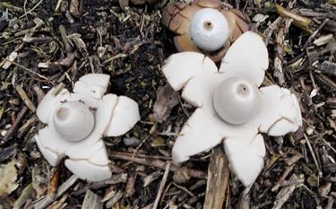 De naam van deze paddenstoel? - Lommel