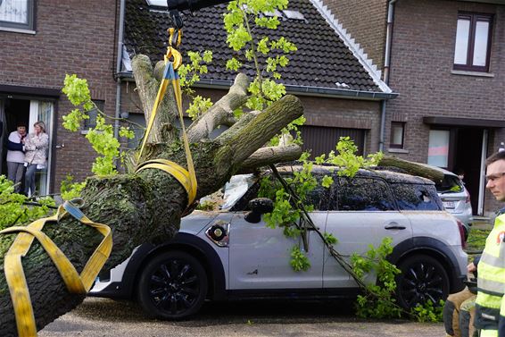 Beringen - Drie auto's beschadigd door omvallende boom