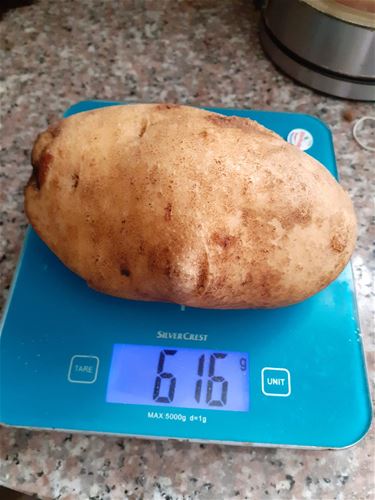 Een patat van 600 gram - Houthalen-Helchteren