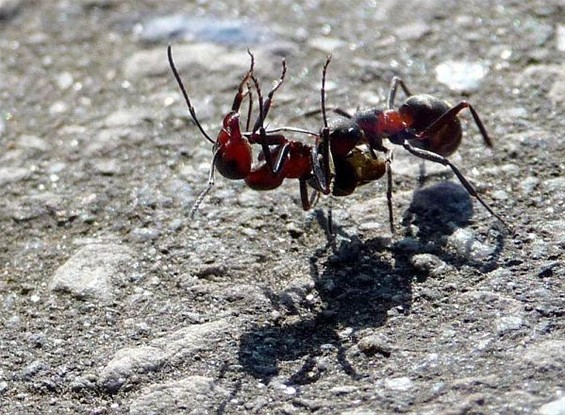 Eerste hulp bij de mieren - Meeuwen-Gruitrode