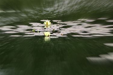 Gele waterlelies - Lommel