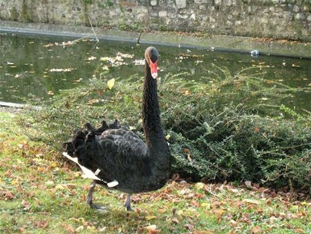 Gisteren nog gezien - Tongeren