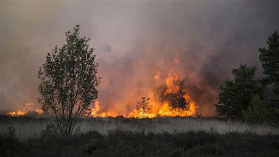 Heidebrand in Gelderhorsten - Lommel