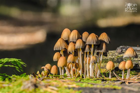 Herfst is dé paddenstoelentijd bij uitstek - Lommel