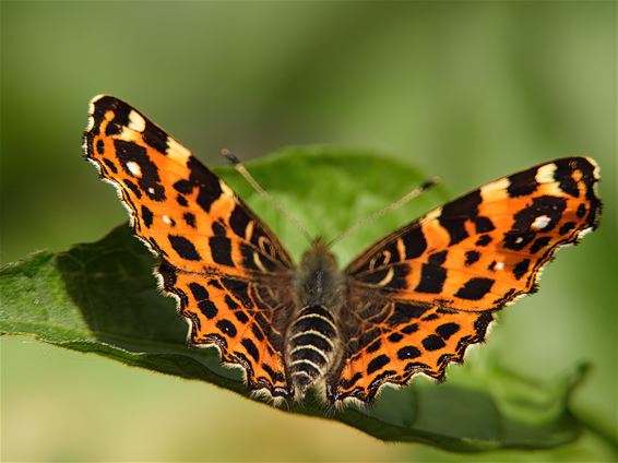 Het landkaartje, een vlinder - Pelt