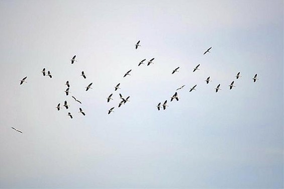 Honderden roofvogels boven Maatheide - Lommel