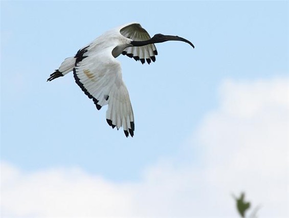 Kijk wat dat is: een heilige ibis - Lommel