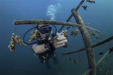 Kimmie Stokmans helpt koraalrif redden - Beringen