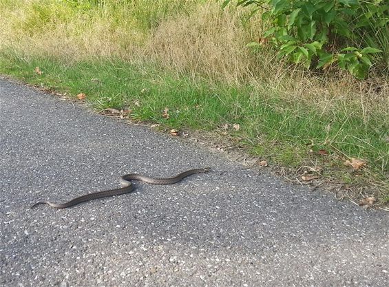 Kom dat tegen: een slang op het fietspad - Lommel