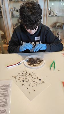 Leerlingen bestuderen menu van uilen - Houthalen-Helchteren