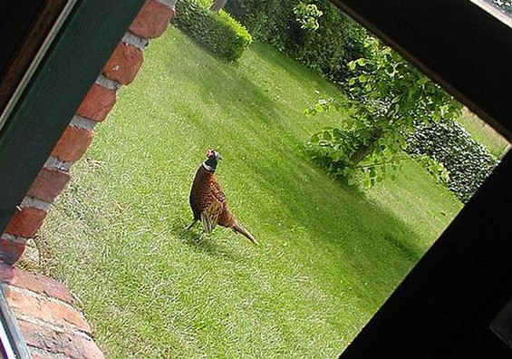 Ma, er zit een fazant in de tuin - Lommel