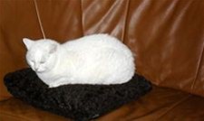Maarrrr... de kat kwam weer - Lommel