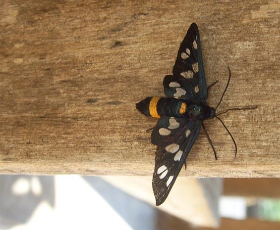 Mooie vlinder - Hamont-Achel