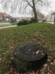 Kap geen oude bomen - Houthalen-Helchteren