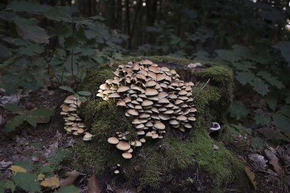 Overvloed aan bospaddenstoelen in Pijnven - Lommel