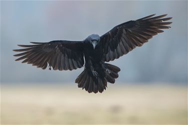 Raven gespot in Koersel - Beringen