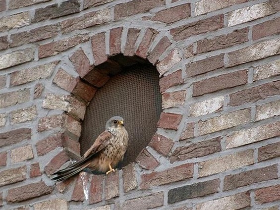 Slapen bij de buren - Tongeren