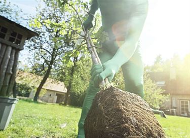 Stad Peer lanceert opnieuw een gratis bomenactie - Peer