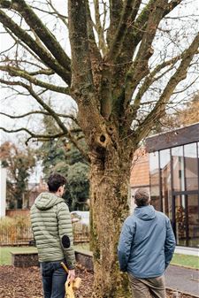 Peer - Stad wil waardevolle bomen redden
