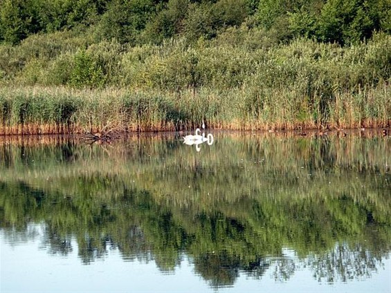 Twee witte zwanen in het Broekven - Meeuwen-Gruitrode
