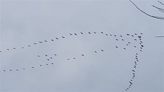 Veel kraanvogels vandaag - Lommel