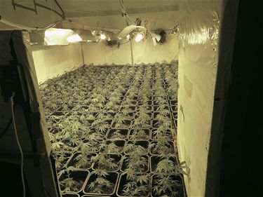 Vijf cannabisplantages ontmanteld - Hamont-Achel & Pelt