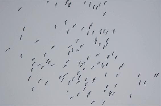 Vijfmiljoenste trekvogel geteld boven Maatheide - Lommel