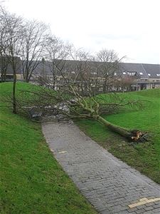 Wind velt boom in Astridpark - Lommel