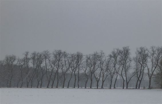 Winter in het Lindel - Pelt