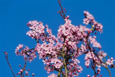 Winter kleurt lentetaferelen - Beringen & Leopoldsburg