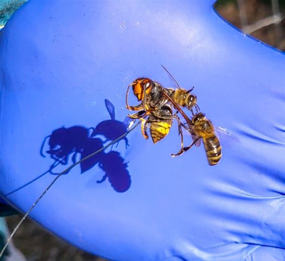 Zwarte bijen vs. de Aziatische hoornaar - Hechtel-Eksel