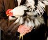 Oudsbergen - Versoepeling maatregelen vogelgriep