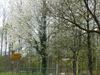 Hamont-Achel - Genieten van de voorjaarsbloesems