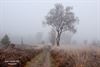 Hamont-Achel - Mist op de Leenderheide