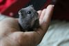 Tongeren - Gekweekte hamsters uitgezet in Widooie