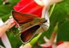 Oudsbergen - Natuurpunt organiseert Vlindertelling