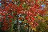 Hechtel-Eksel - De bladeren vallen later, dit jaar
