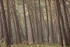 Hechtel-Eksel - Boswachters mogen boetes uitschrijven