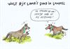 Hamont-Achel - Wolf doodt drie lama's