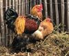 Hamont-Achel - Ophokplicht vanwege vogelgriep