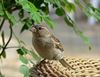 Hamont-Achel - Het grote vogeltelweekend