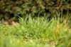 Hamont-Achel - Laat het gras groeien tot 1 mei