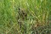 Houthalen-Helchteren - Jonge reeën in het hoge gras