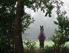 Houthalen-Helchteren - Het Vlaamse paard - een blijver