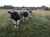 Leopoldsburg - Drie ton CO2 per koe