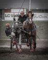 Hamont-Achel - Een jaar vol paardenfoto's